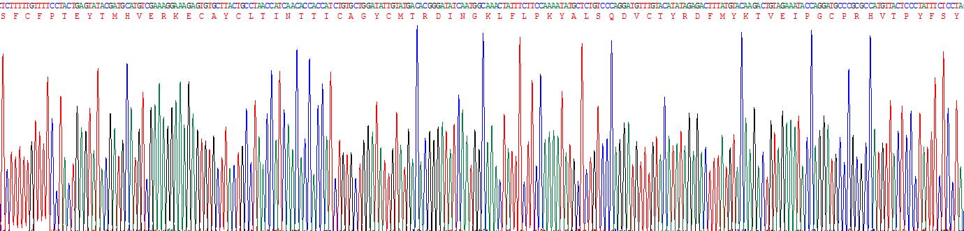 Recombinant Thyroid Stimulating Hormone Beta (TSHb)