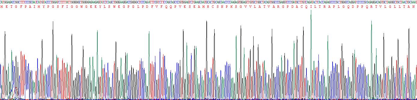 Recombinant Cyclin A1 (CCNA1)