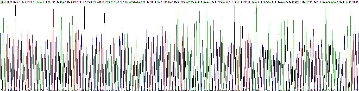 Recombinant Amiloride Sensitive Sodium Channel Subunit Gamma (SCNN1g)