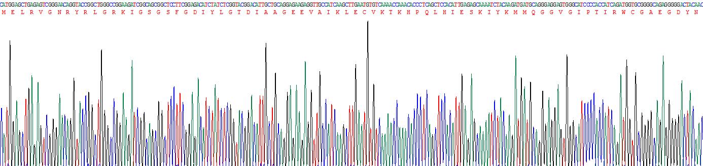 Recombinant Casein Kinase 1 Delta (CSNK1d)