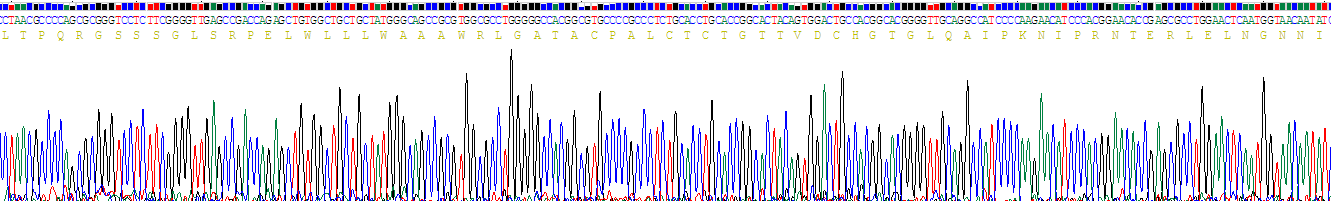 Recombinant Slit Homolog 1 (Slit1)