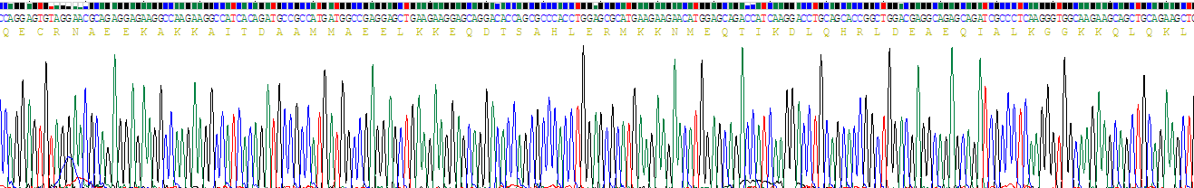 Recombinant Myosin Heavy Chain 6, Cardiac Muscle, Alpha (MYH6)