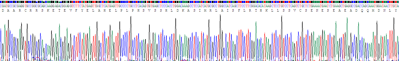 Recombinant Hypoxia Inducible Factor 2 Alpha (HIF2a)