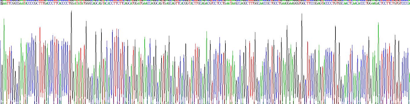 Recombinant ATP Binding Cassette Transporter A4 (ABCA4)