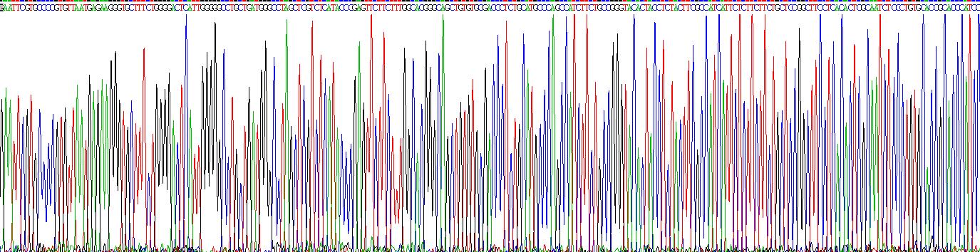 Recombinant Sodium/Glucose Cotransporter 2 (SGLT2)