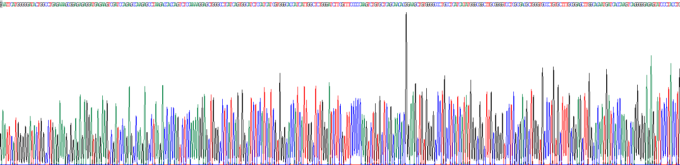 Recombinant Solute Carrier Family 7, Member 9 (SLC7A9)