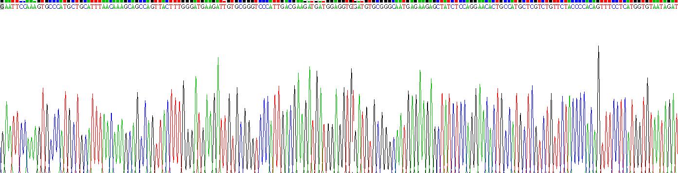 Recombinant Sphingosine 1 Phosphate Lyase 1 (SGPL1)