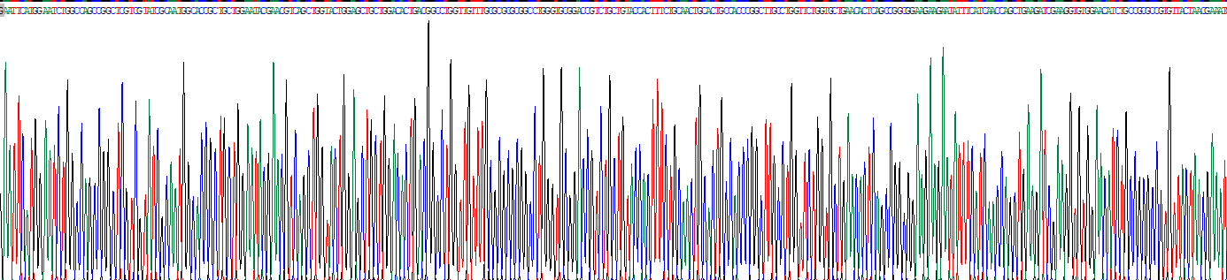Recombinant Xeroderma Pigmentosum, Complementation Group F (XPF)