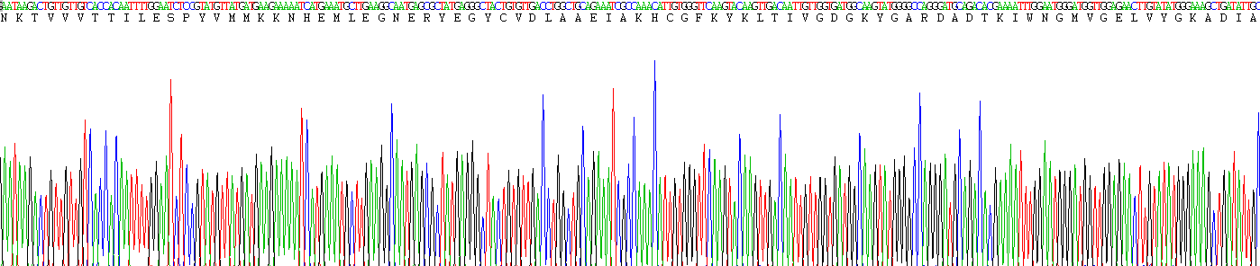 Recombinant Glutamate Receptor, Ionotropic, AMPA 2 (GRIA2)