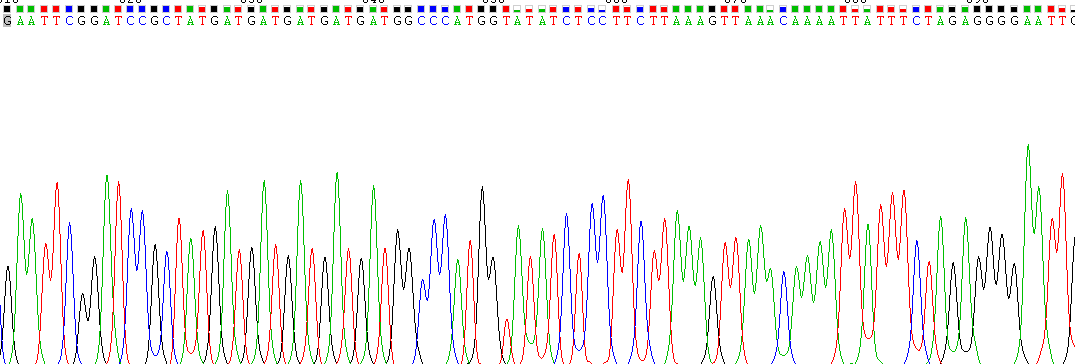 Recombinant Histone Deacetylase 6 (HDAC6)