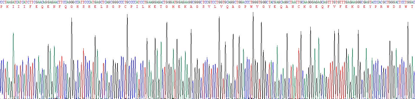Recombinant Crystallin Beta B2 (CRYbB2)