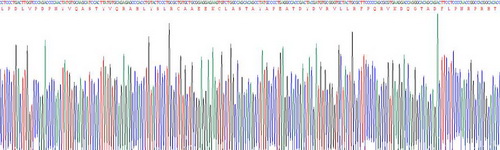 Recombinant Lysyl Oxidase Like Protein 1 (LOXL1)