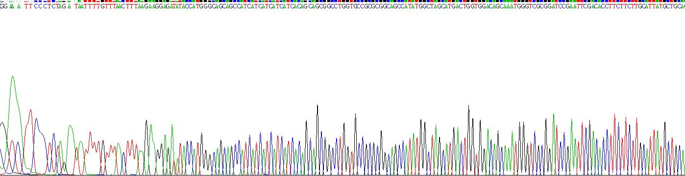 Recombinant Transient Receptor Potential Cation Channel Subfamily A, Member 1 (TRPA1)