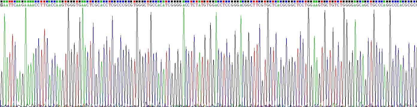 Recombinant Spectrin Beta, Non Erythrocytic 4 (SPTbN4)