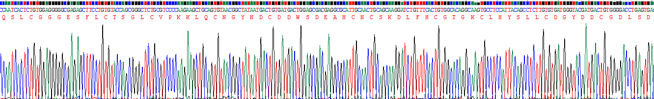 Recombinant Corin (CRN)