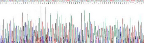 Recombinant Desmocollin 1 (DSC1)