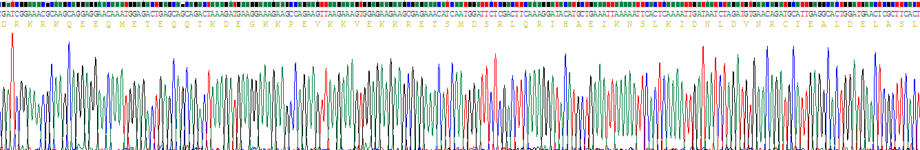 Recombinant Lens Epithelium Derived Growth Factor (LEDGF)