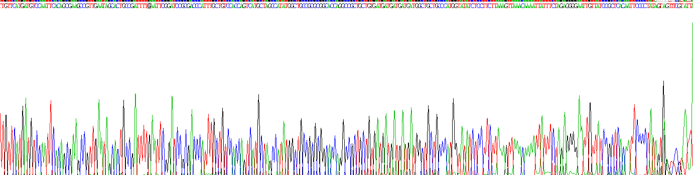 Recombinant Cereblon (CRBN)