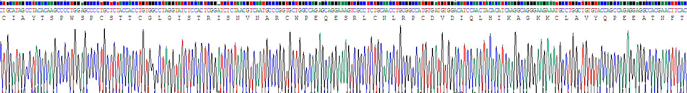 Recombinant WNT1 Inducible Signaling Pathway Protein 1 (WISP1)