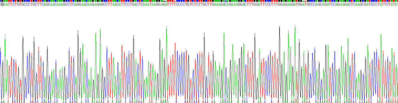 Recombinant Interferon Alpha 5 (IFNa5)