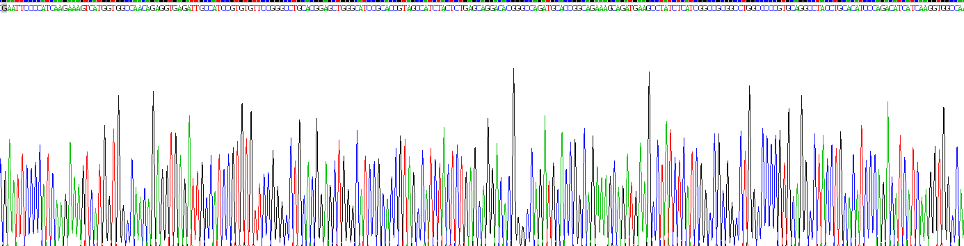 Recombinant Pyruvate Carboxylase (PC)