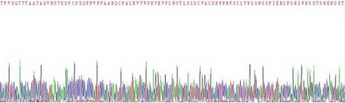 Recombinant Interleukin 18 Binding Protein (IL18BP)