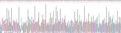 Recombinant Huntingtin (HTT)