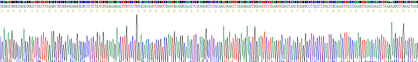 Recombinant Acidic Nuclear Phosphoprotein 32 Family, Member A (ANP32A)