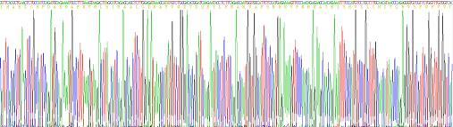 Recombinant Transmembrane Protein 27 (TMEM27)