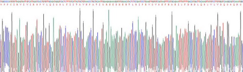 Recombinant Angiogenic Factor With G Patch And FHA Domains 1 (AGGF1)