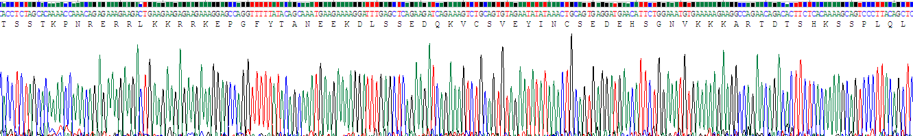 Recombinant Angiogenic Factor With G Patch And FHA Domains 1 (AGGF1)