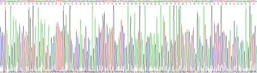 Recombinant Semaphorin 3A (SEMA3A)