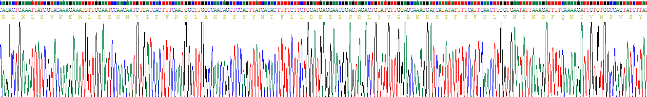 Recombinant Semaphorin 3A (SEMA3A)