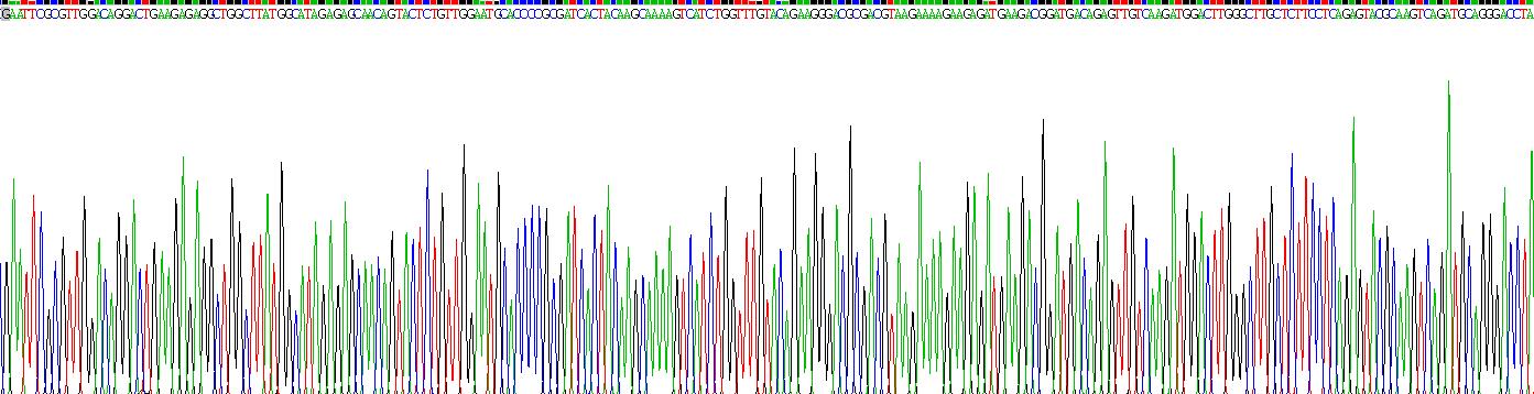 Recombinant Semaphorin 3E (SEMA3E)