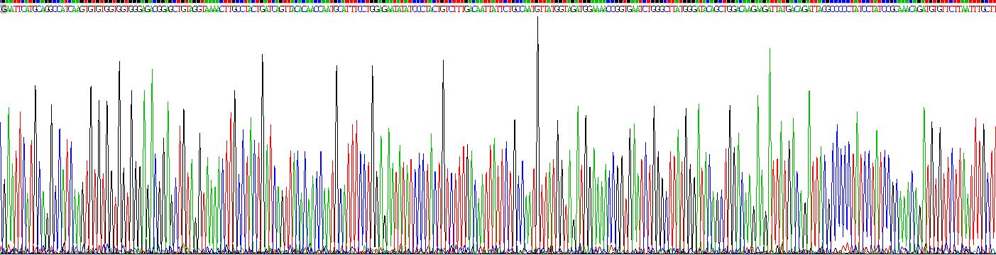 Recombinant Ras Related C3 Botulinum Toxin Substrate 1 (Rac1)