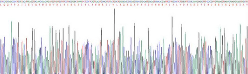 Recombinant Cluster Of Differentiation 8b (CD8b)