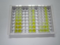 ELISA Kit for Angiopoietin 2 (ANGPT2)