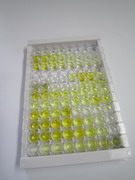 ELISA Kit for Insulin Like Growth Factor 2 (IGF2)