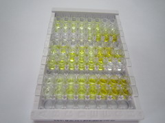 ELISA Kit for Interleukin 12B (IL12B)