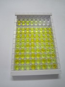 ELISA Kit for Interleukin 12A (IL12A)