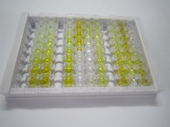 ELISA Kit for Interleukin 18 (IL18)