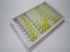 ELISA Kit for Glial Fibrillary Acidic Protein (GFAP)