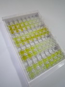 ELISA Kit for Tumor Necrosis Factor Alpha (TNFa)