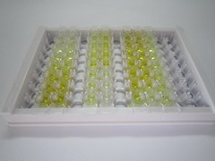 ELISA Kit for Cyclophilin B (CYPB)