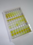 ELISA Kit for Apolipoprotein H (APOH)