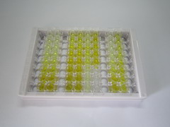 ELISA Kit for Synaptophysin (SYP)