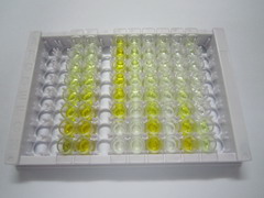 ELISA Kit for Superoxide Dismutase Copper Chaperone