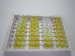 ELISA Kit for Granzyme B (GZMB)