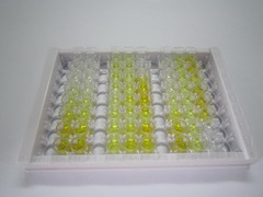 ELISA Kit for Coagulation Factor XIII (F13)