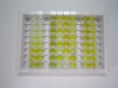 ELISA Kit for CCAAT/Enhancer Binding Protein Beta (CEBPb)